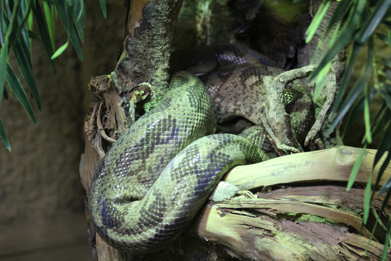 Eastern Madagascar Tree Boa