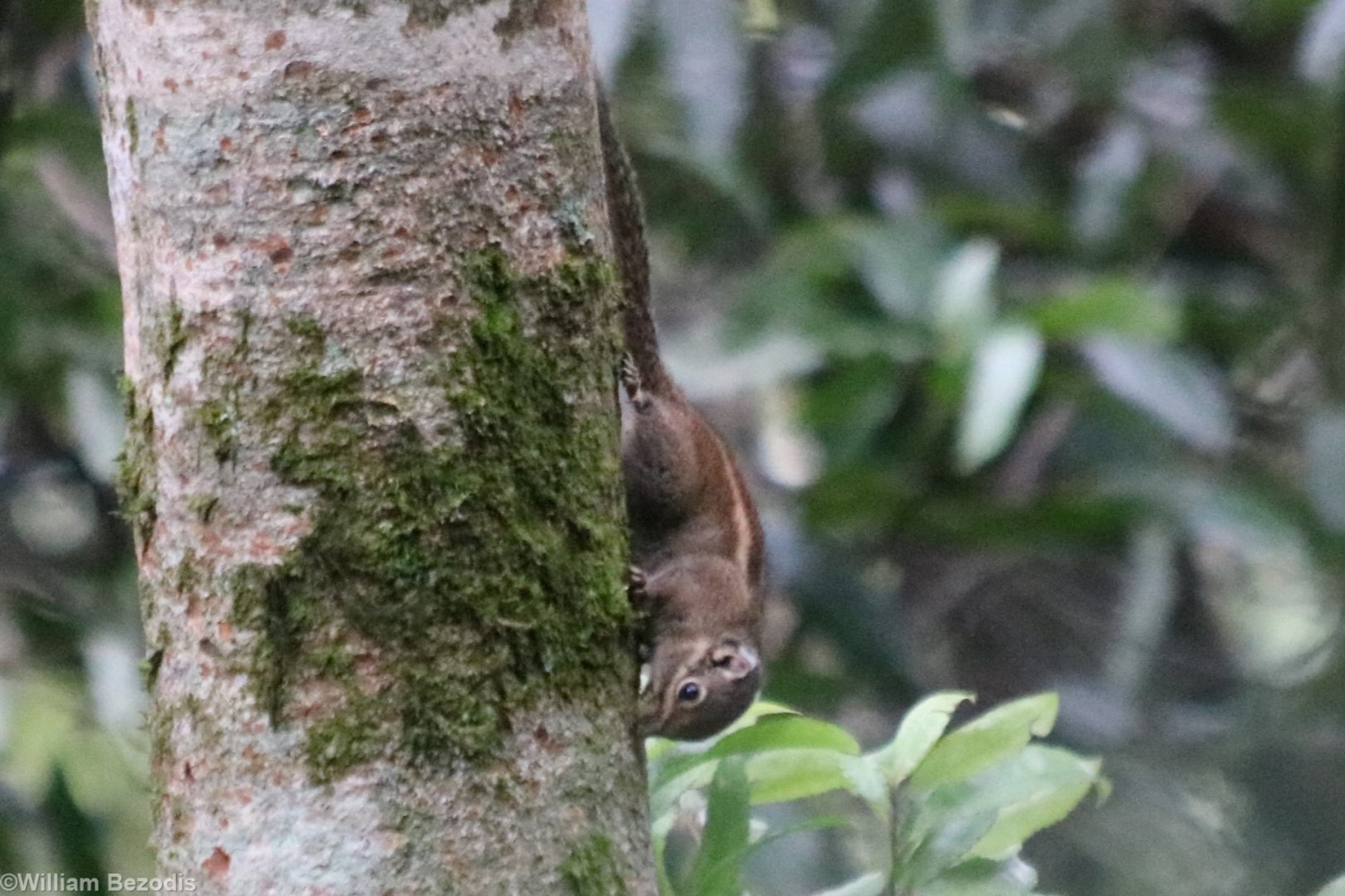 Eastern (Maritime) Striped Squirrel - Mount Lang Biang