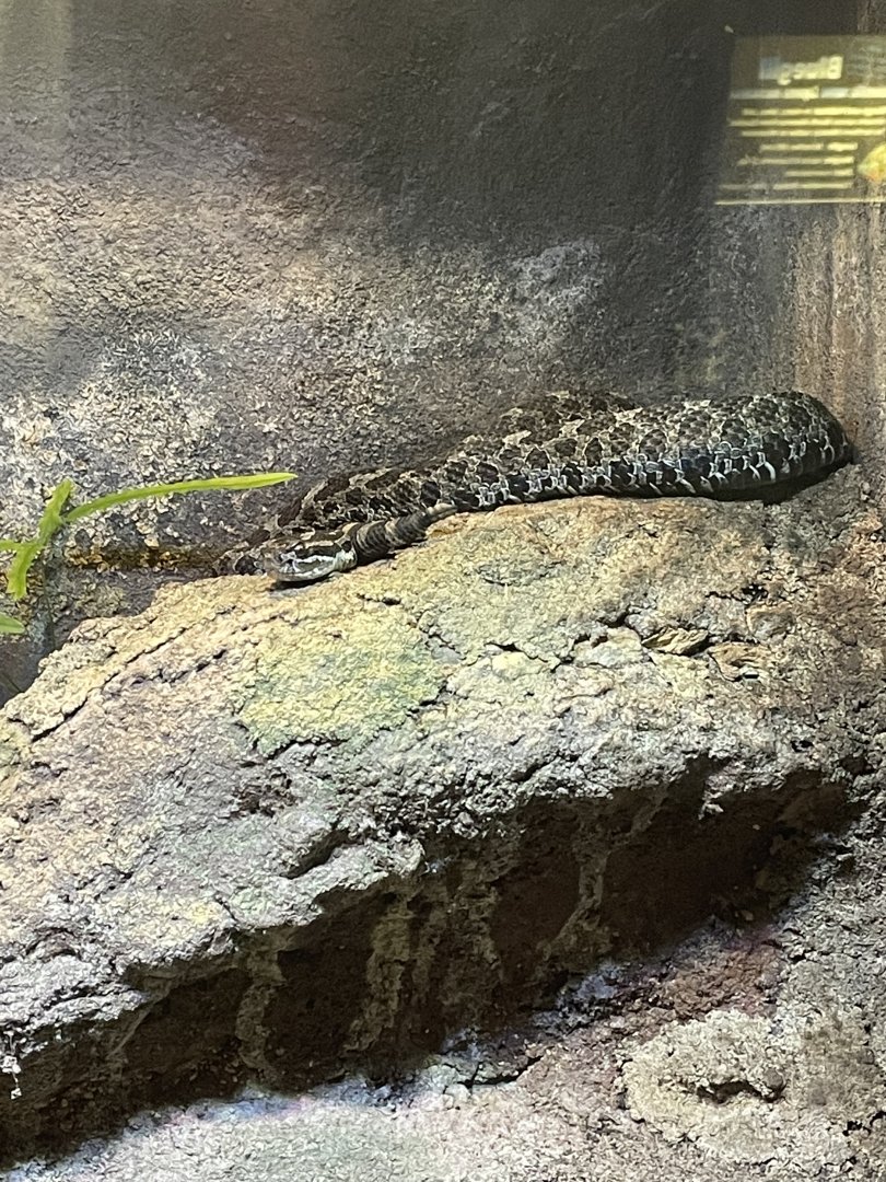 Eastern Massasauga (3/17/22)