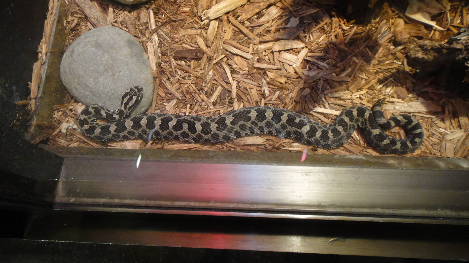 Eastern massasauga at Philadelphia zoo 2015-03-08