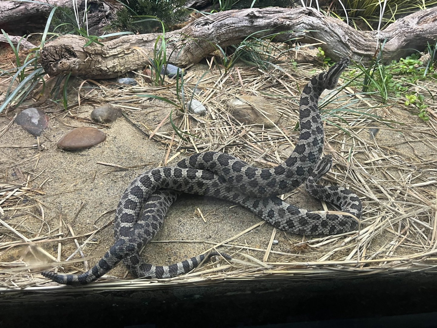 Eastern massasauga pair