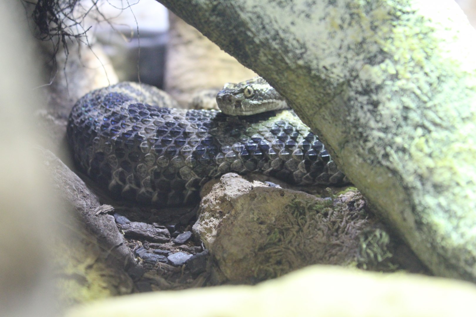 Eastern Massasauga Rattlesnake - 1/7/2023