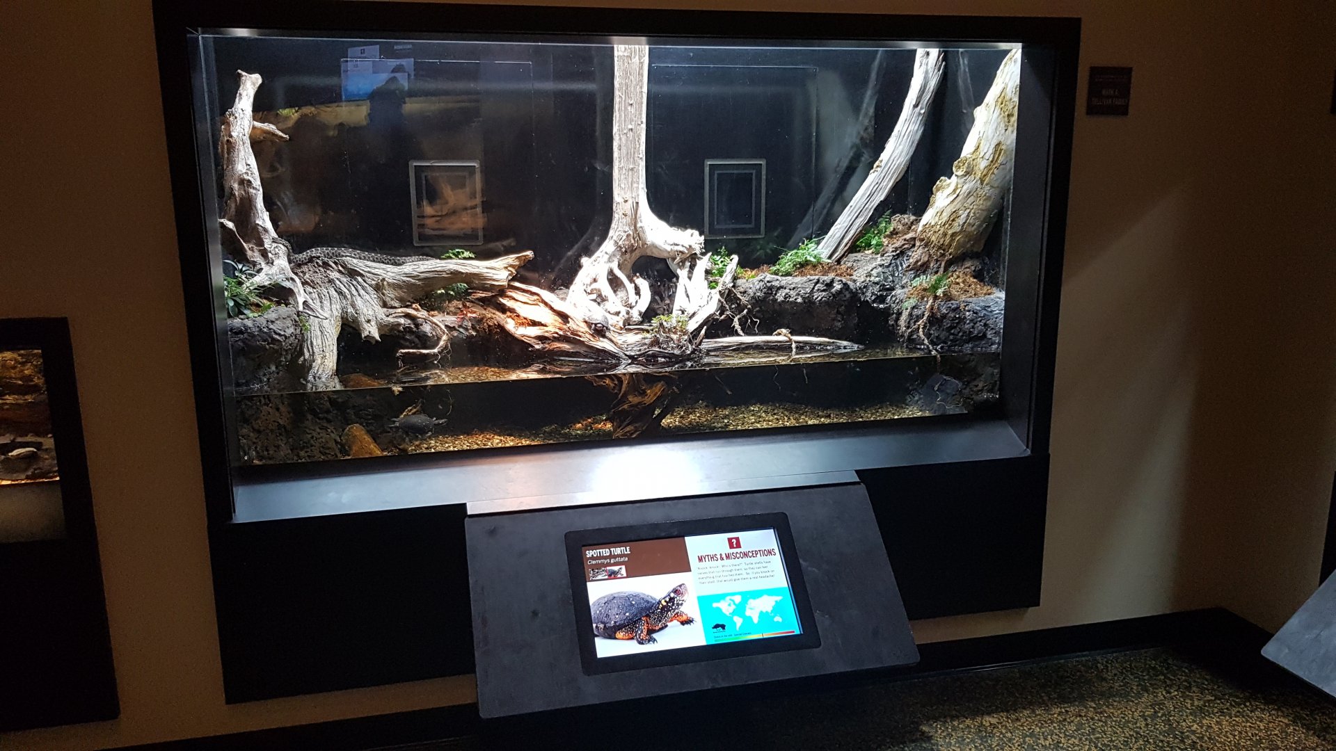 Eastern massasauga rattlesnake & Spotted turtle