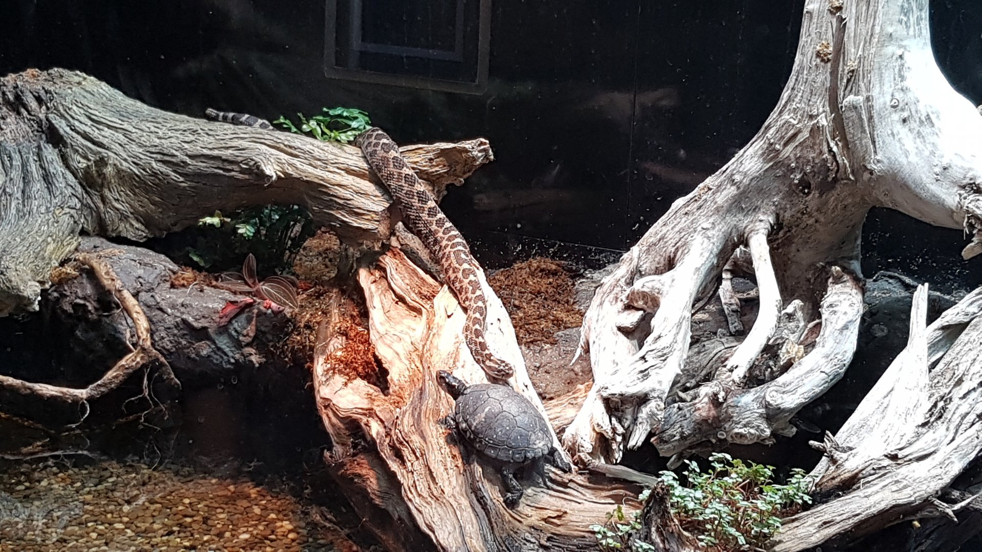 Eastern massasauga rattlesnake & Spotted turtle