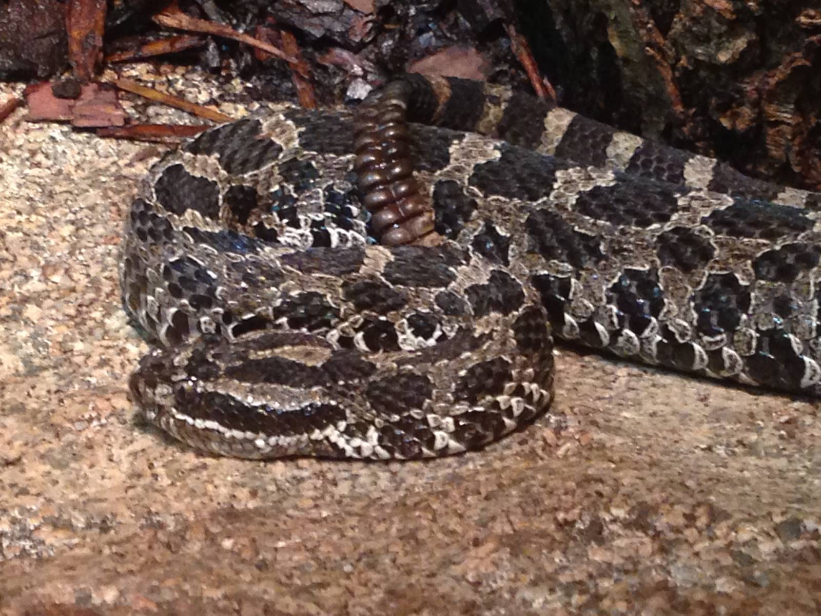 Eastern Massasauga Rattlesnake