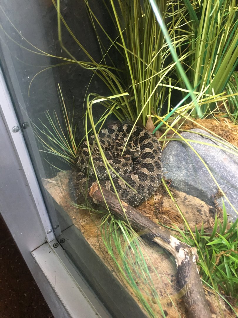 Eastern Massasauga Rattlesnake