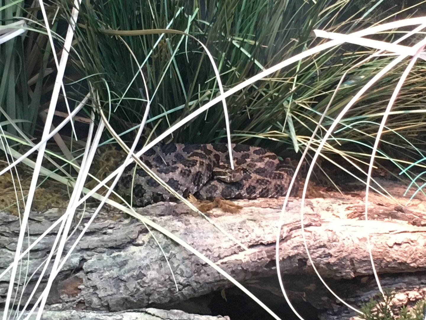 Eastern massasauga rattlesnake