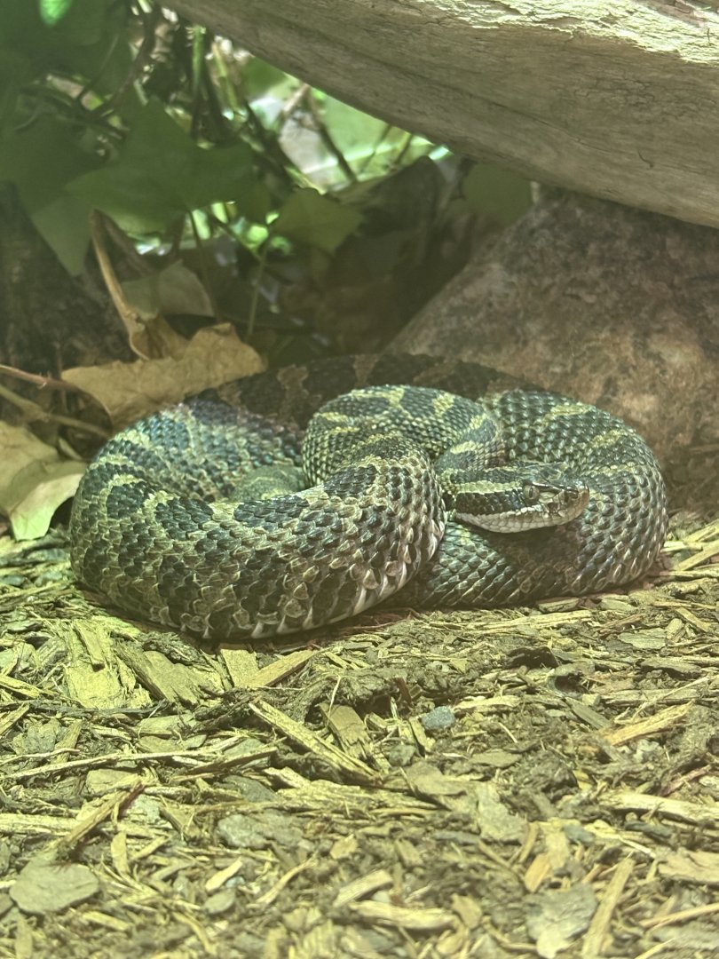 Eastern Massasauga Rattlesnake