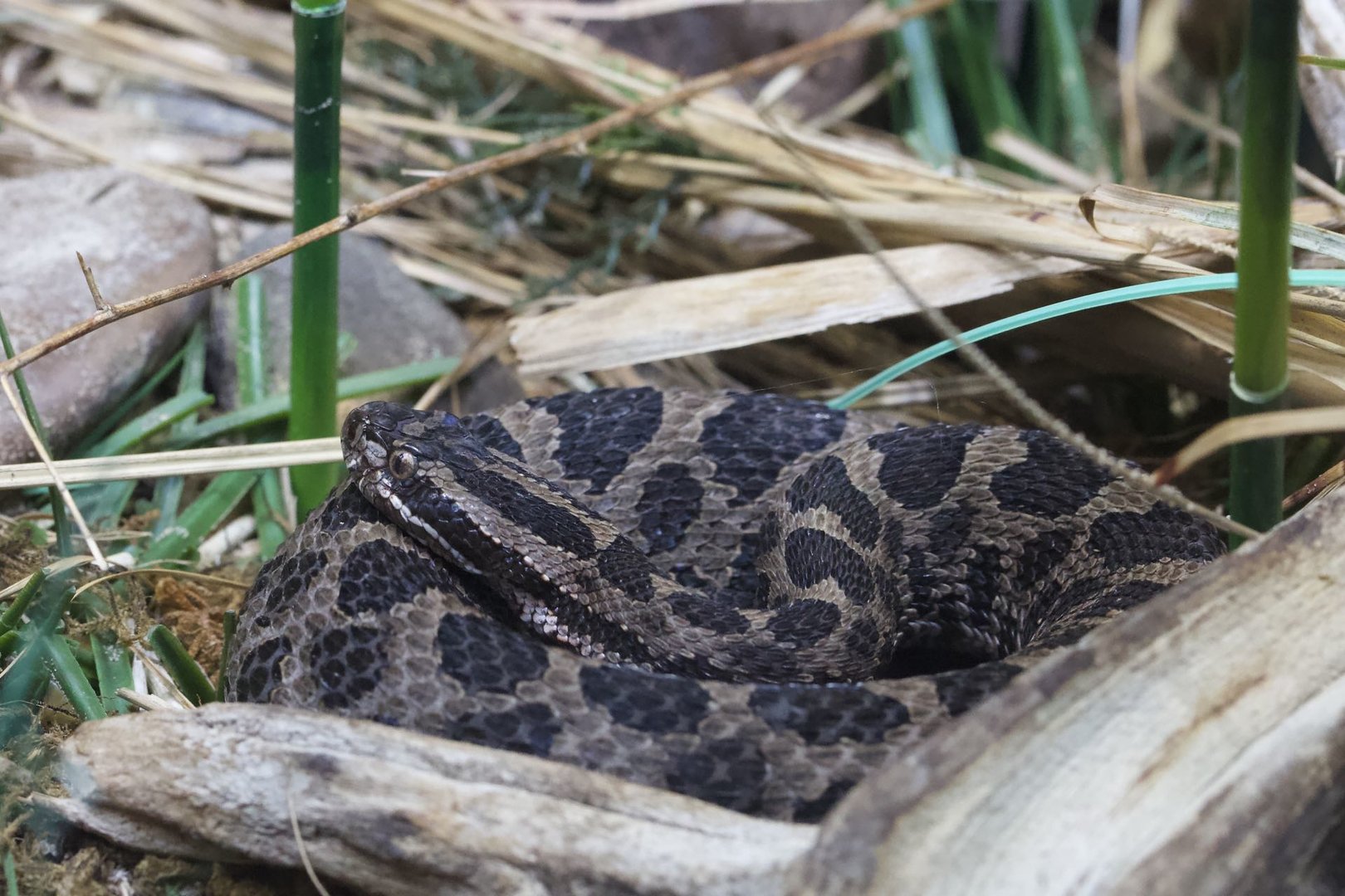 Eastern Massasauga/Sistrurus catenatus catenatus