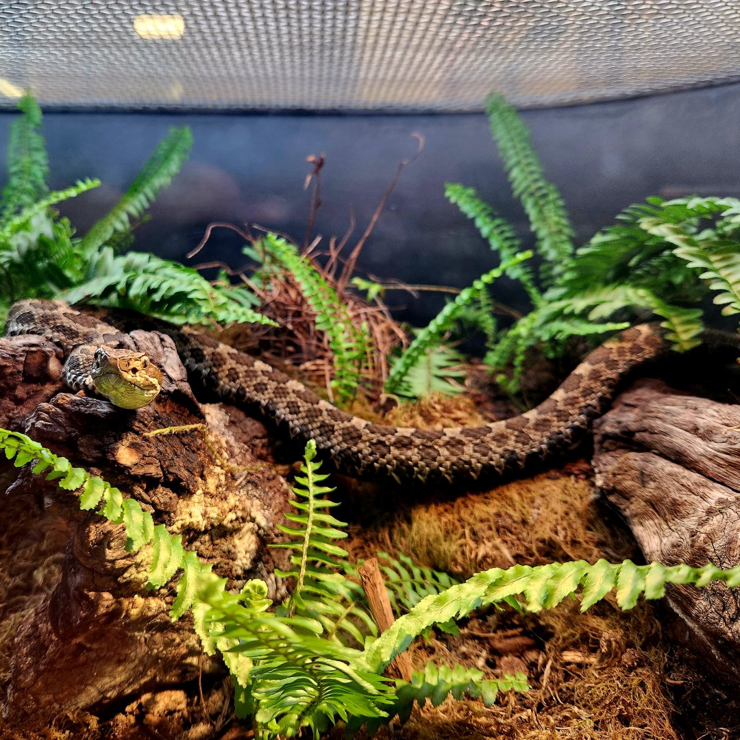Eastern Massasauga (Sistrurus catenatus catenatus)