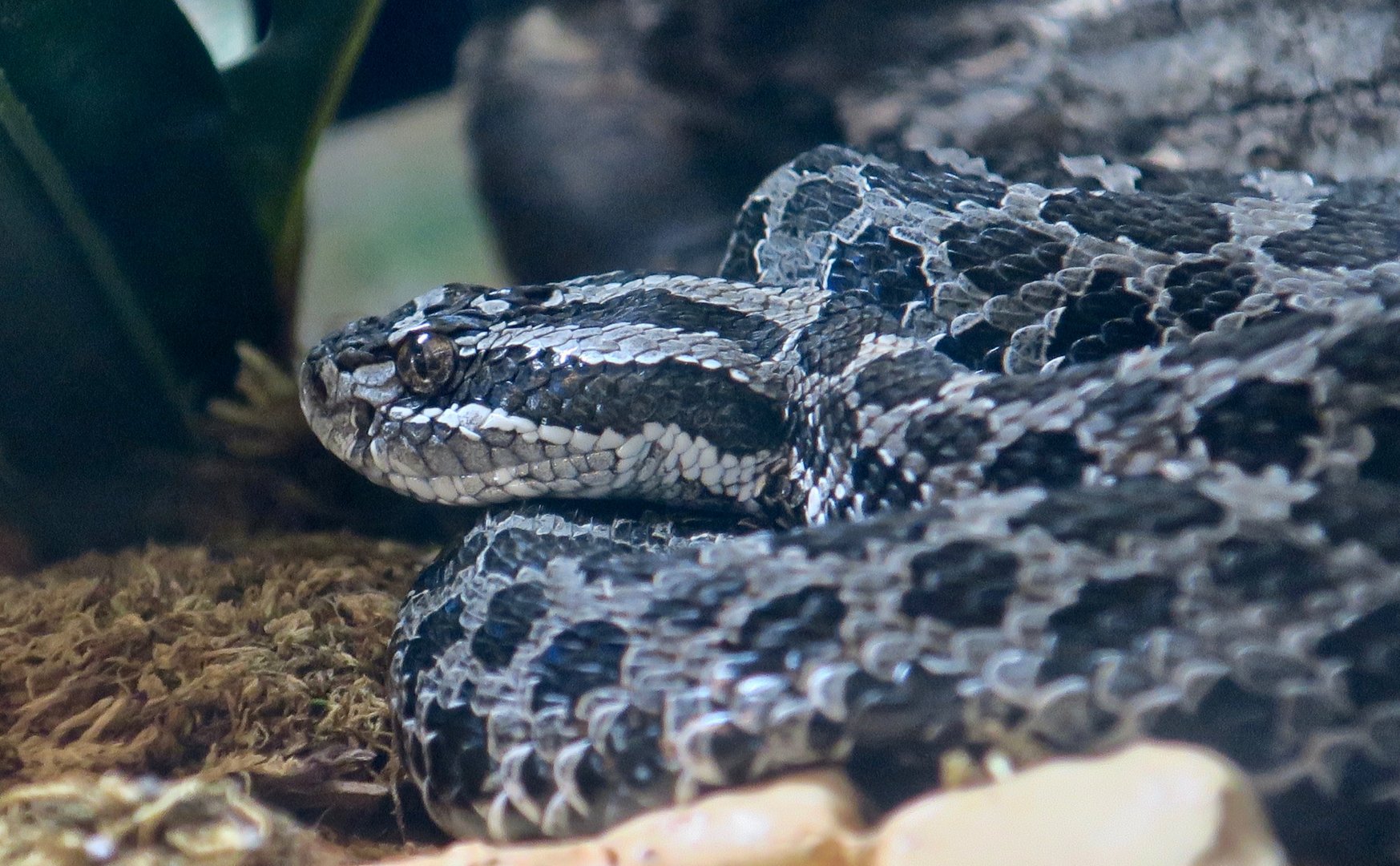 Eastern Massasauga (Sistrurus catenatus)