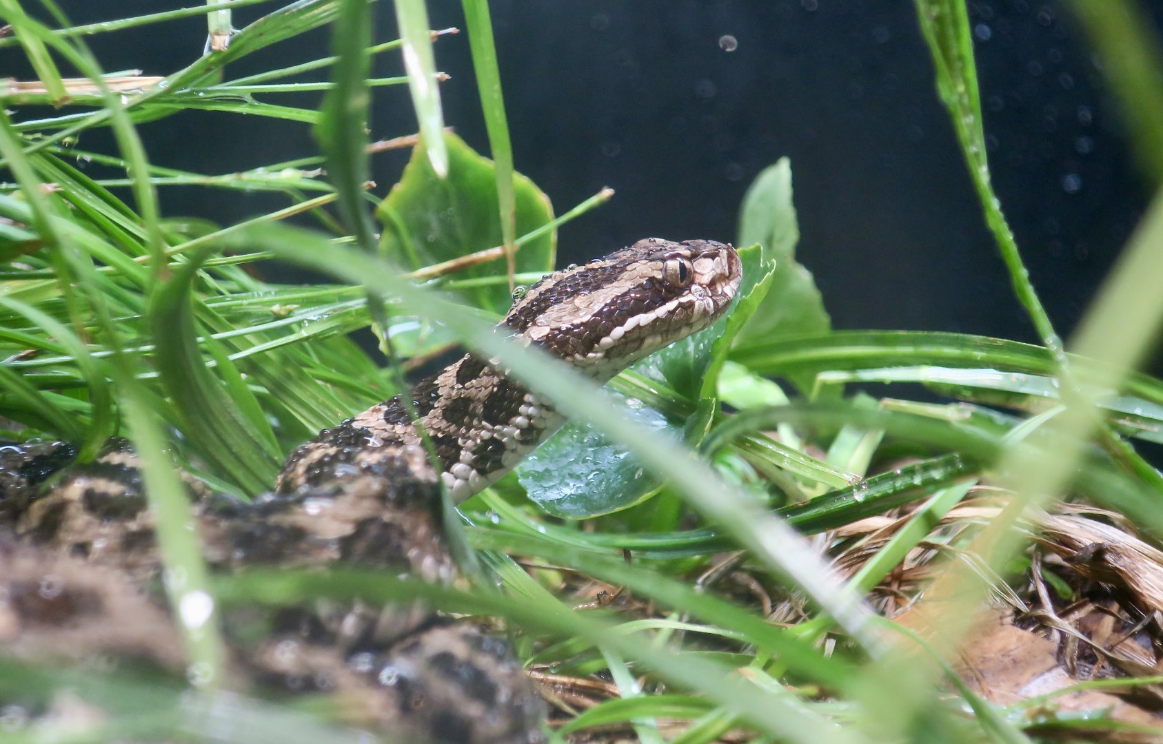 Eastern Massasauga (Sistrurus catenatus)