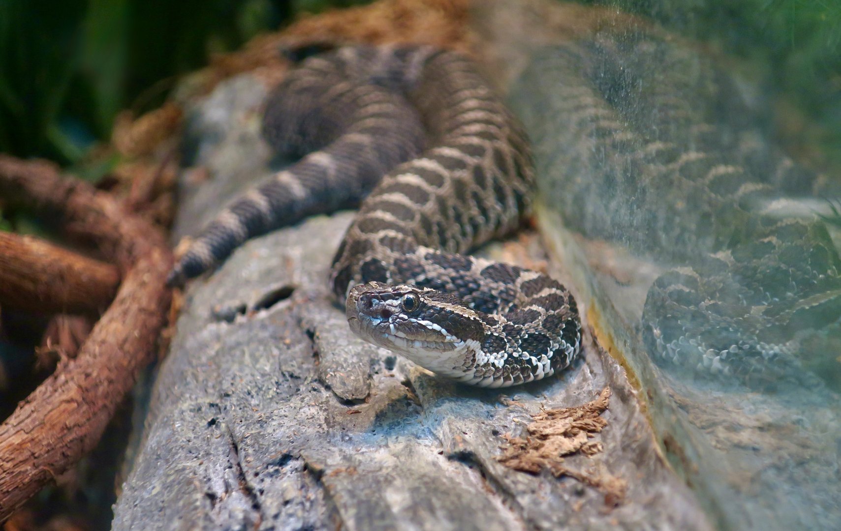 Eastern Massasauga (Sistrurus catenatus)