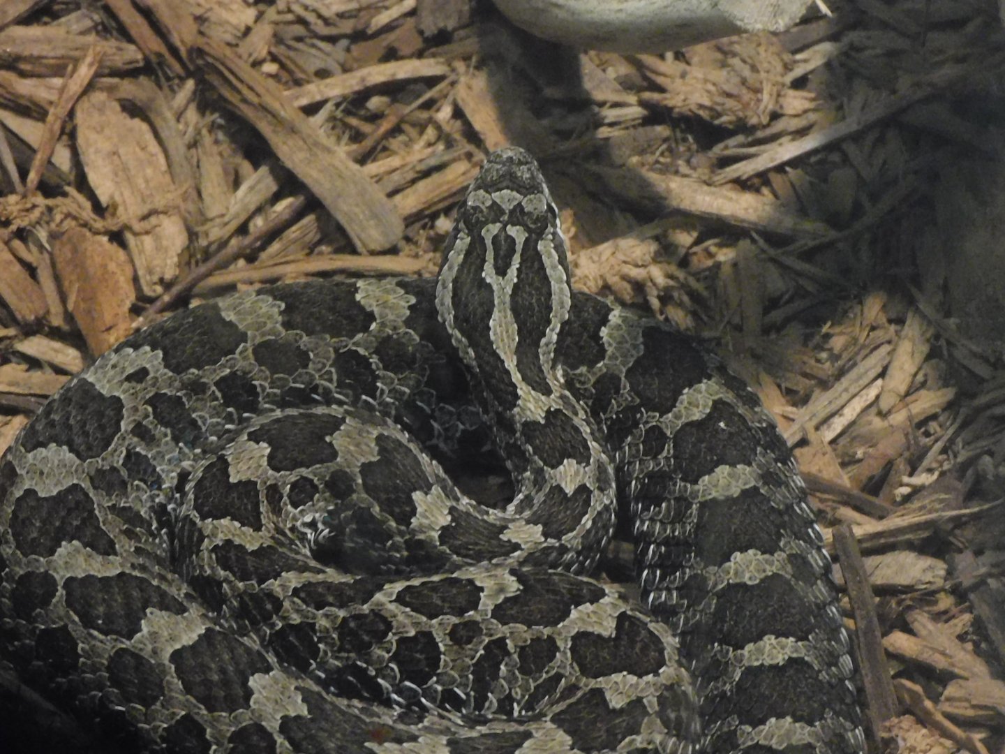 eastern massasauga