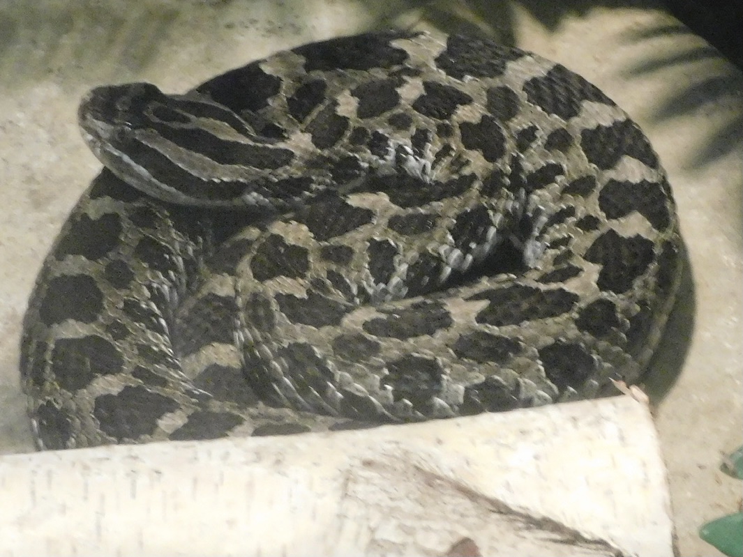 eastern massasauga