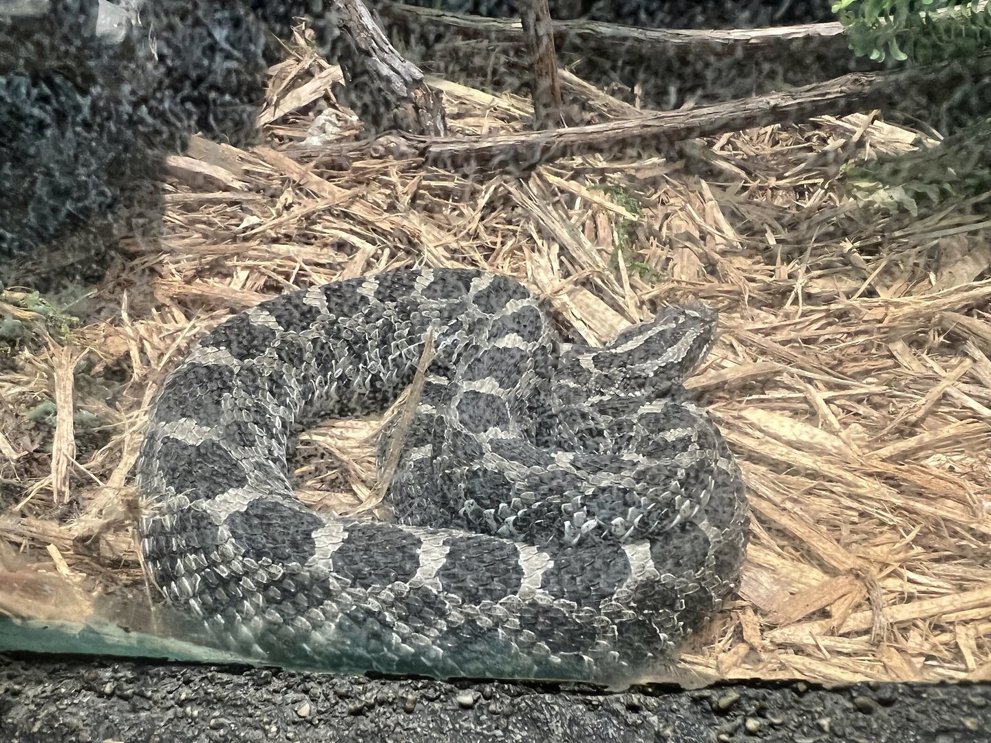 Eastern Massasauga