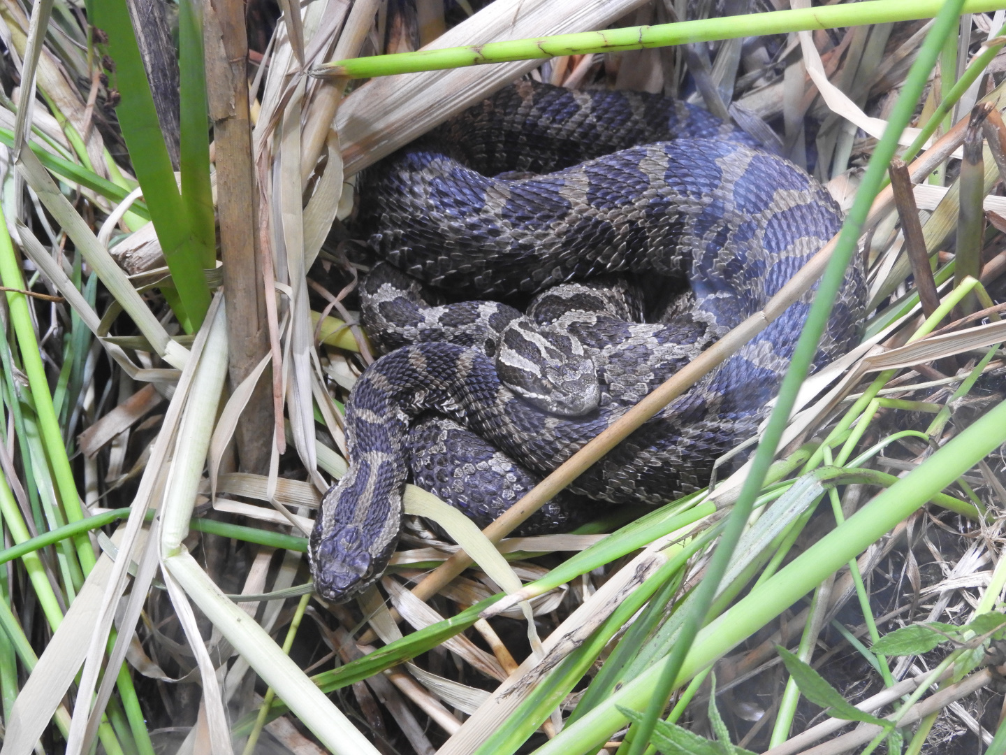 Eastern Massasaugas (Sistrurus catenatus catenatus)