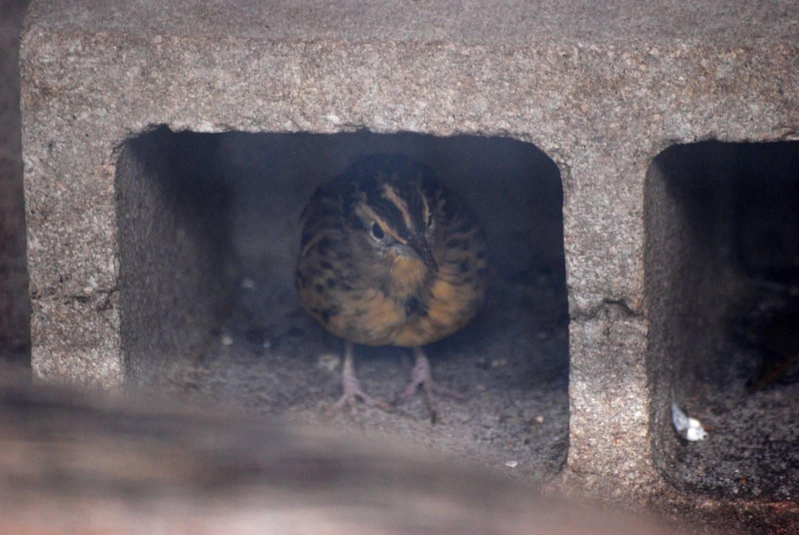 Eastern Meadowlark at Peace River Wildlife Centre, 09/10/13