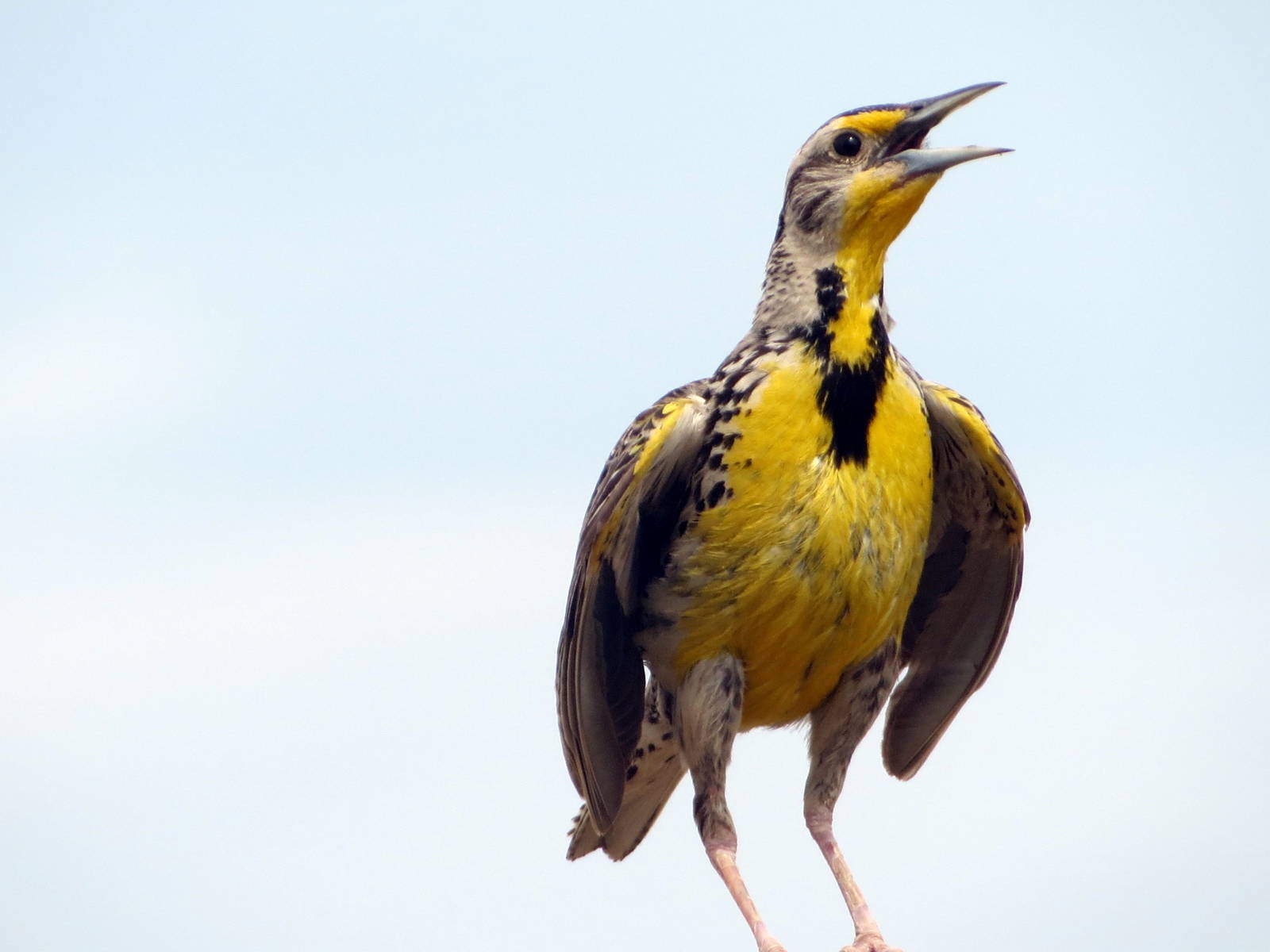 Eastern Meadowlark