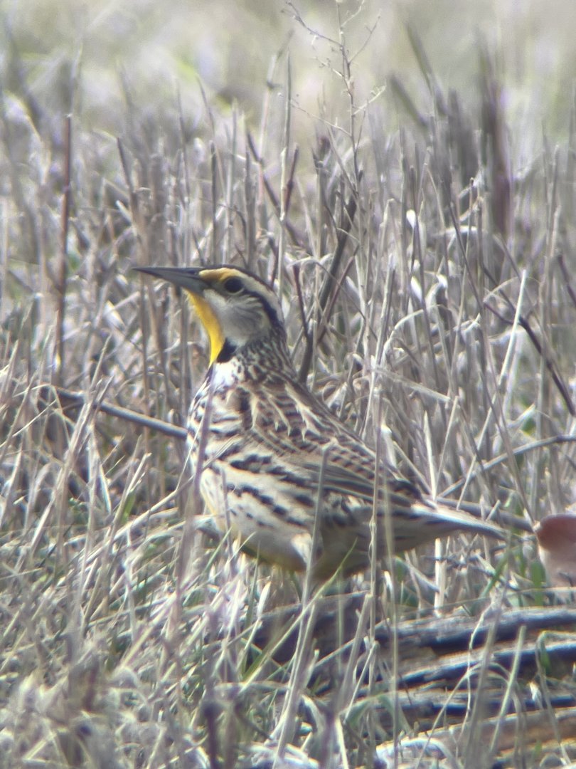 Eastern Meadowlark
