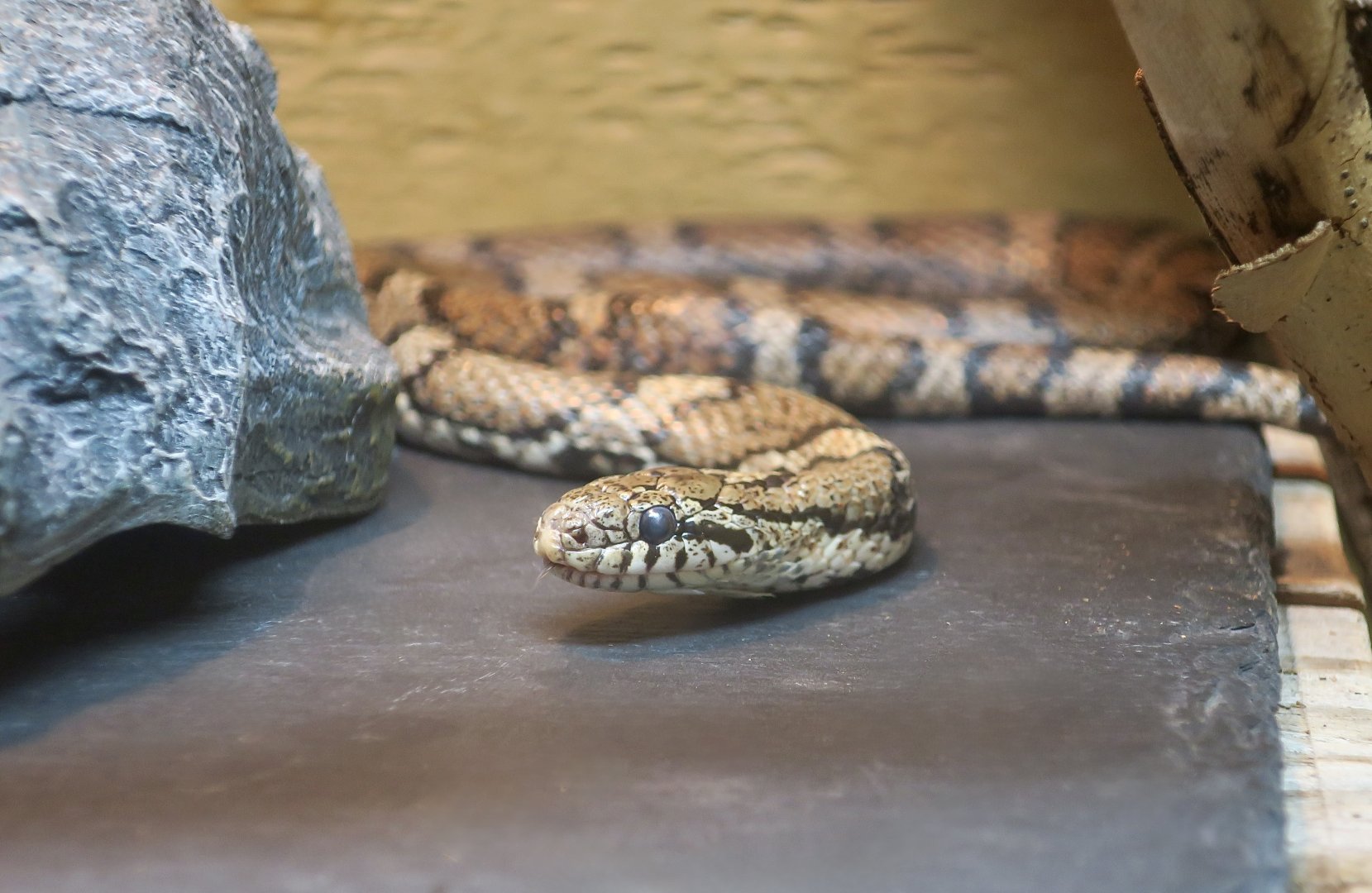 Eastern Milk Snake (Lampropeltis triangulum triangulum) - Cold Spring Harbor Fish Hatchery & Aquarium