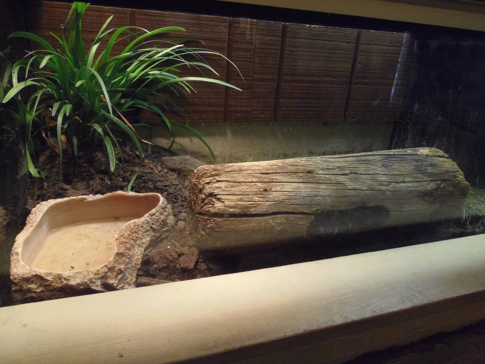 Eastern Milksnake Exhibit