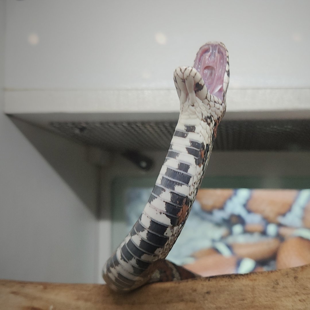 Eastern Milksnake (Lampropeltis triangulum triangulum)