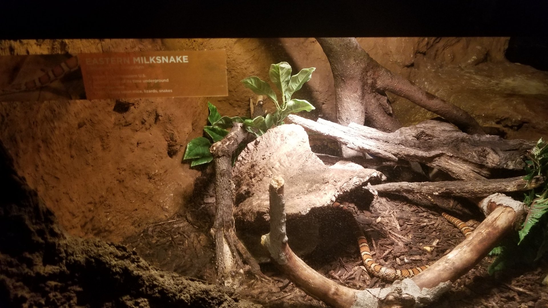 Eastern milksnake