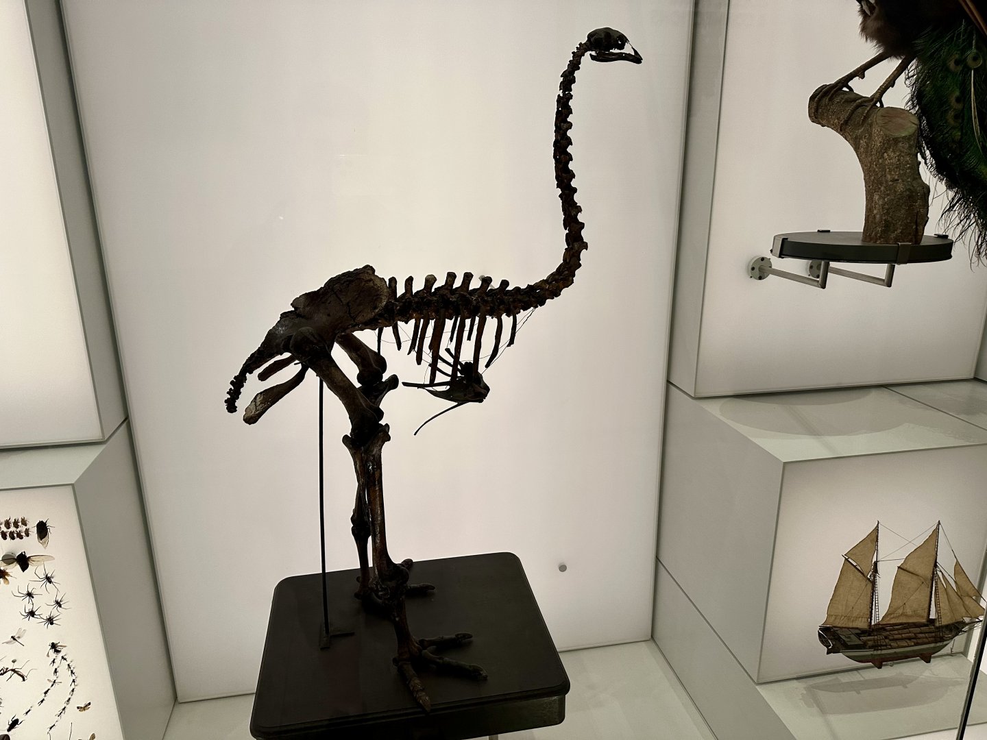 Eastern Moa (Skeleton)
