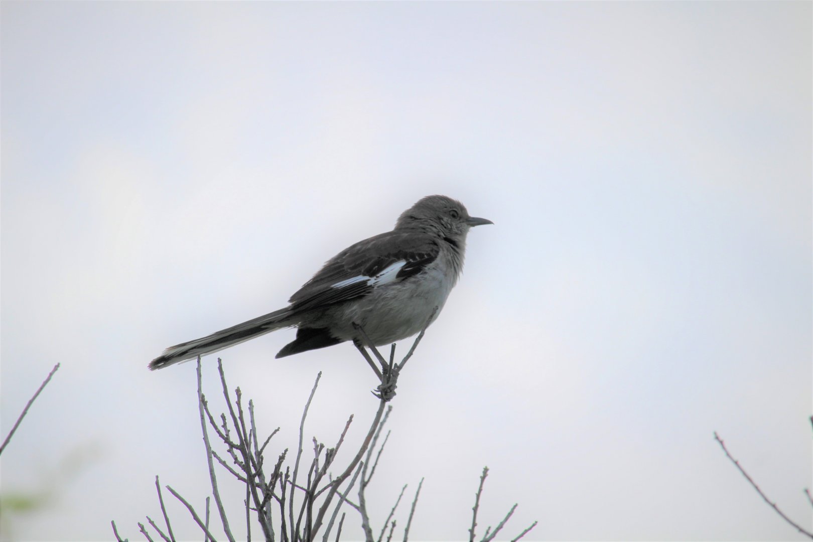 Eastern Mockingbird