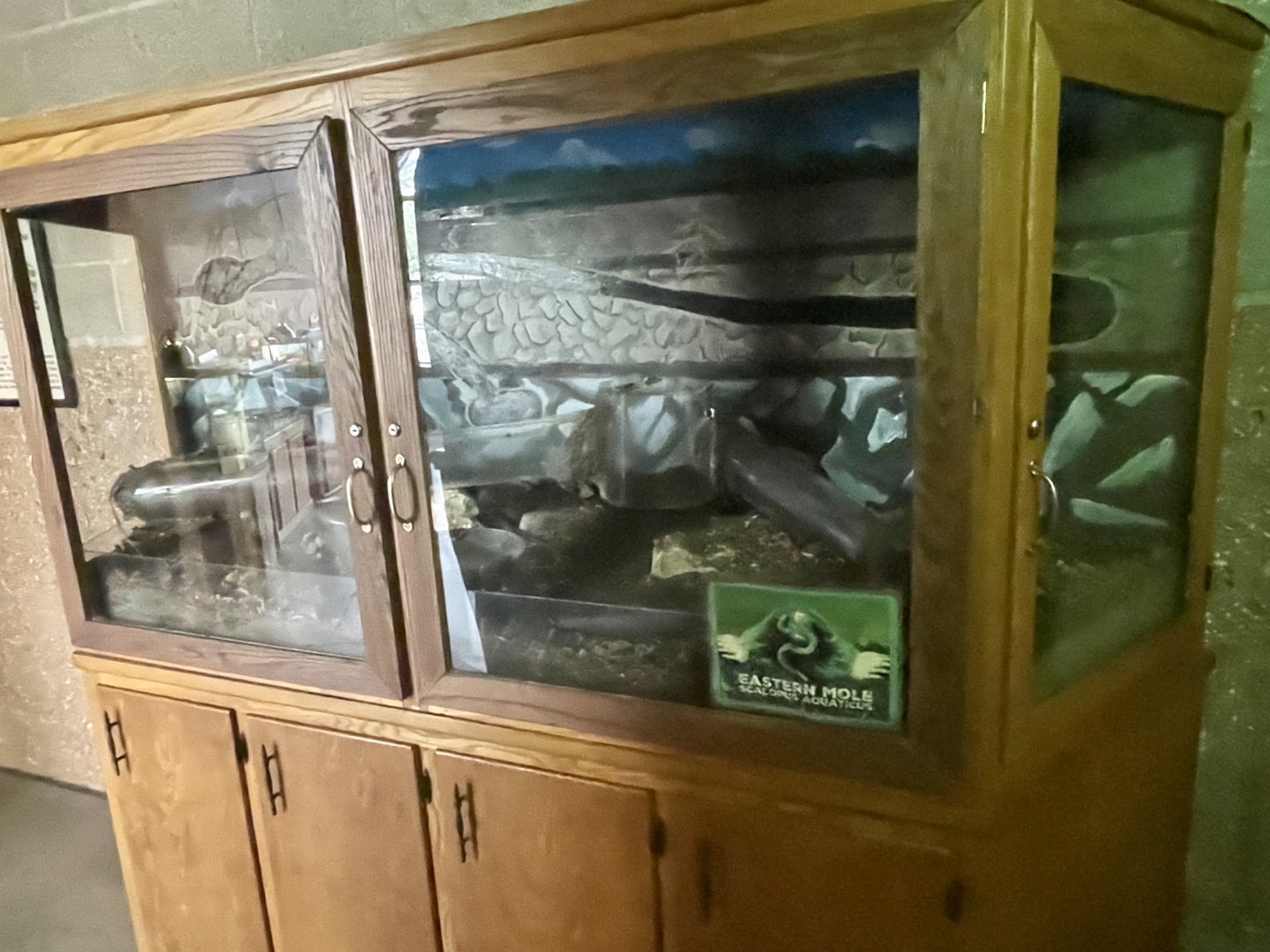 Eastern Mole Exhibit