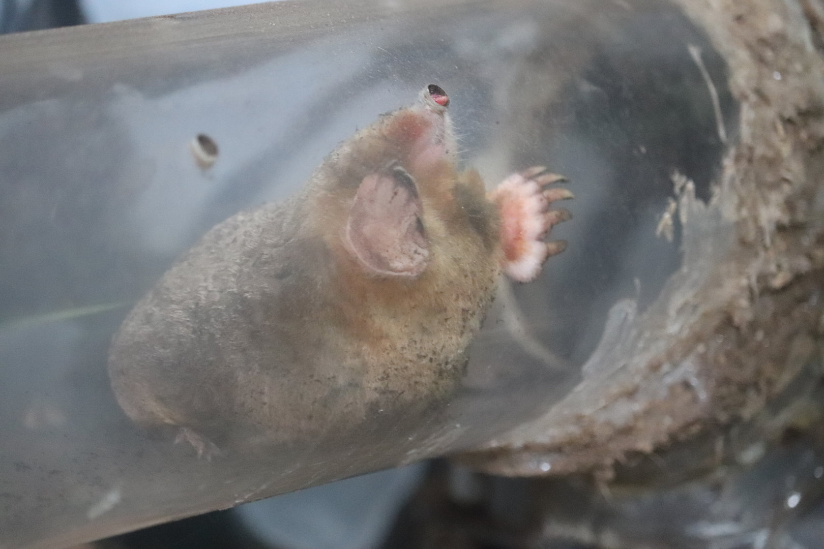Eastern Mole - Lakeside Nature Center