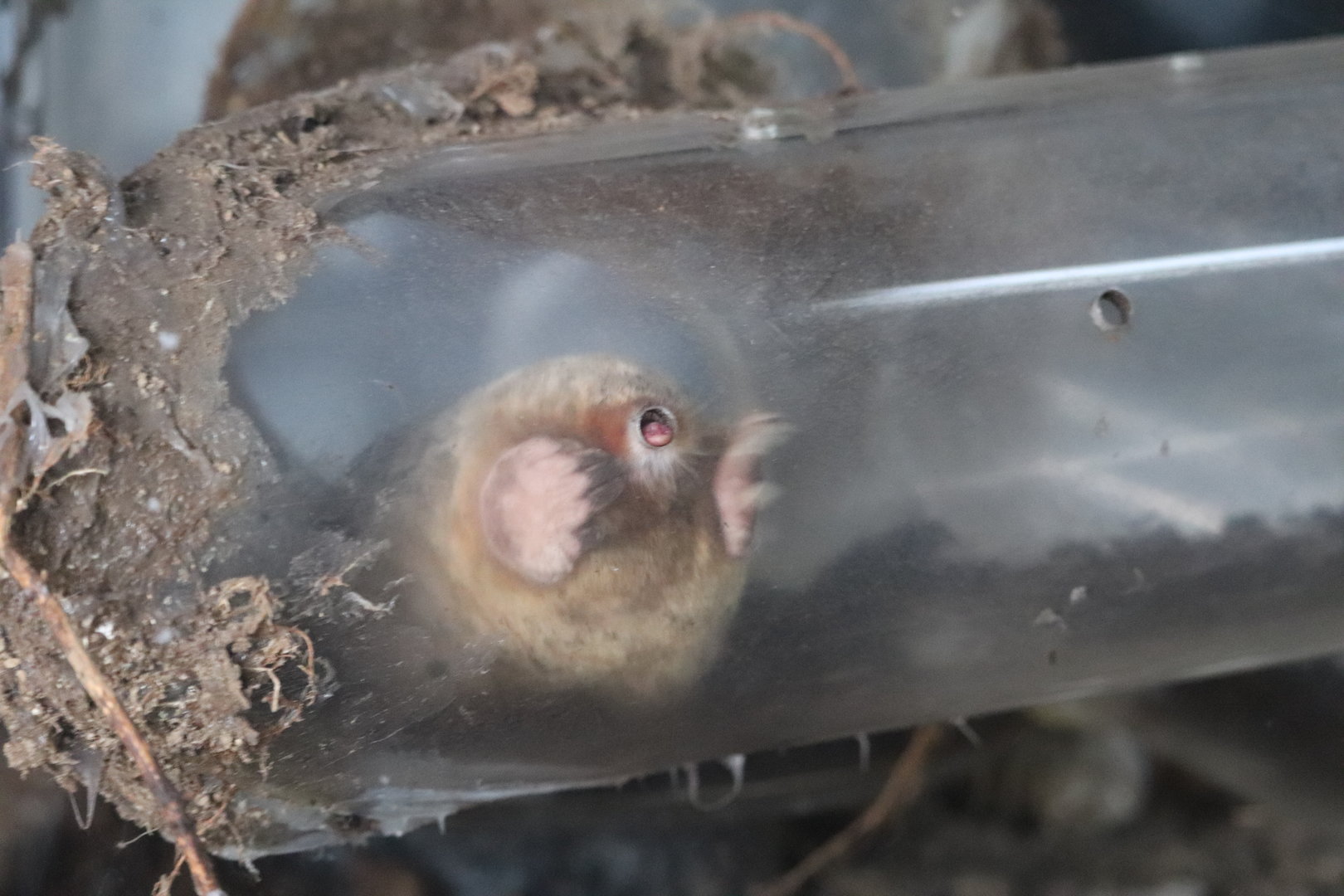 Eastern Mole - Lakeside Nature Center