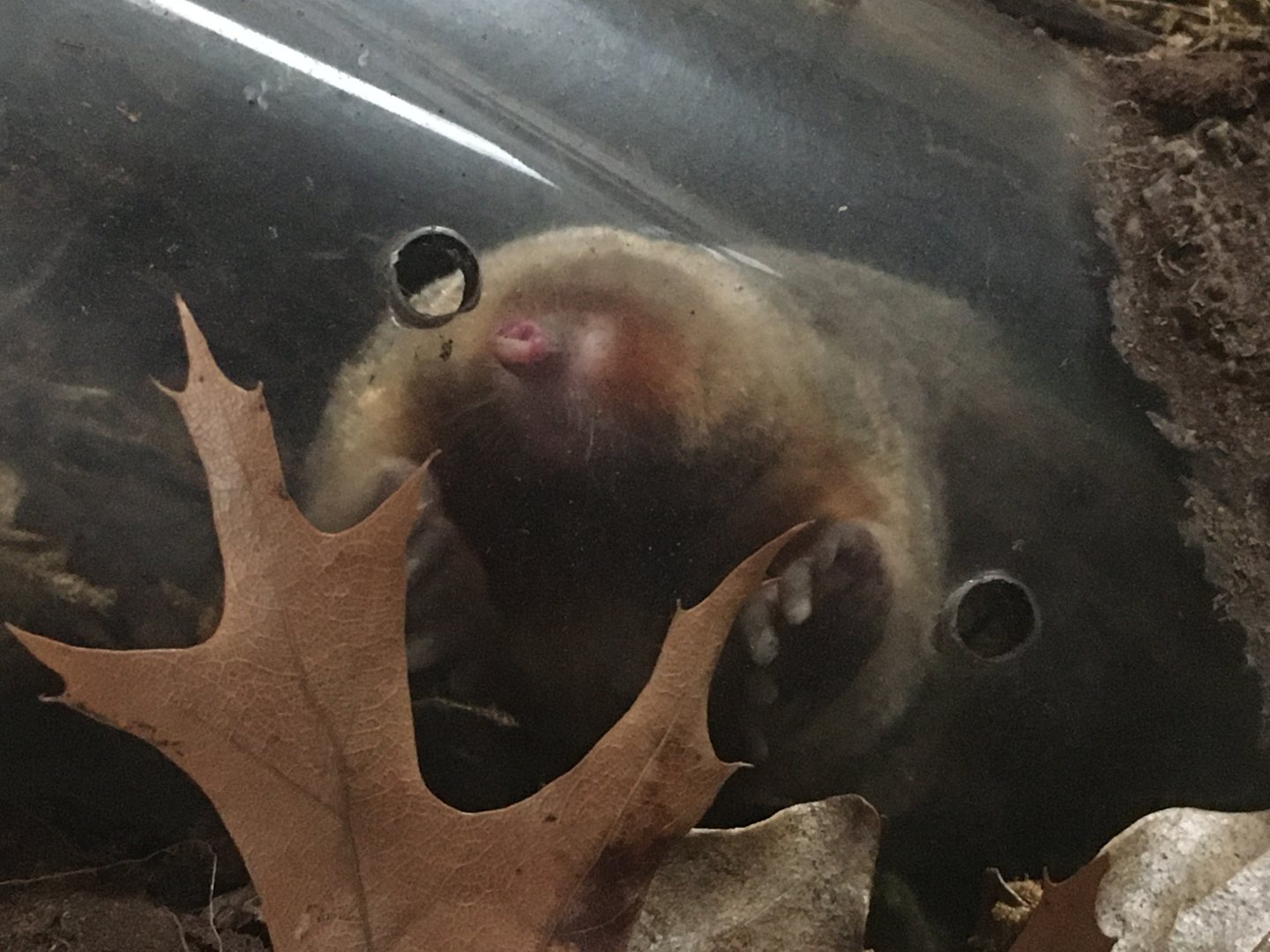 Eastern Mole (Scalopus aquaticus)