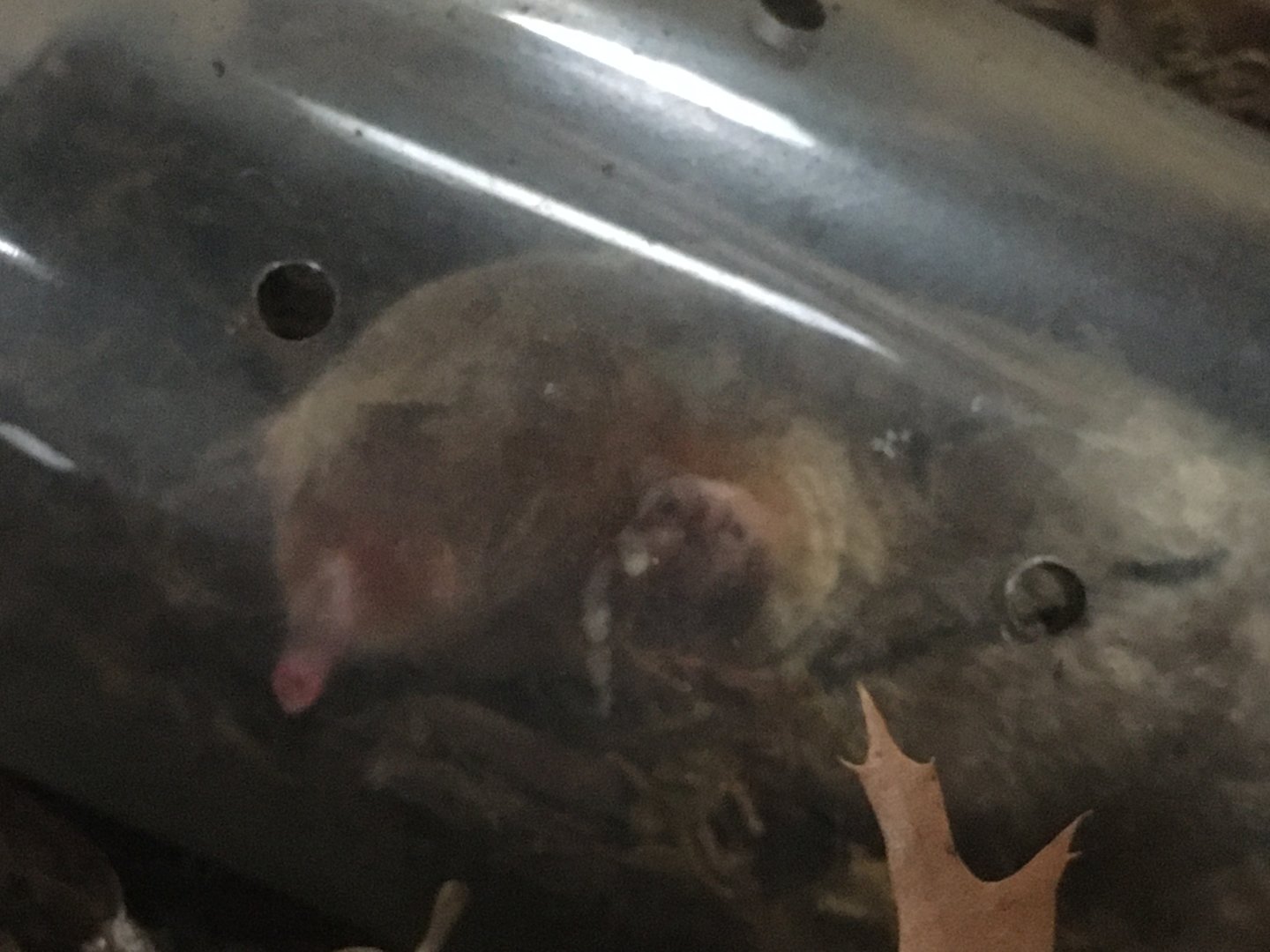 Eastern Mole (Scalopus aquaticus)