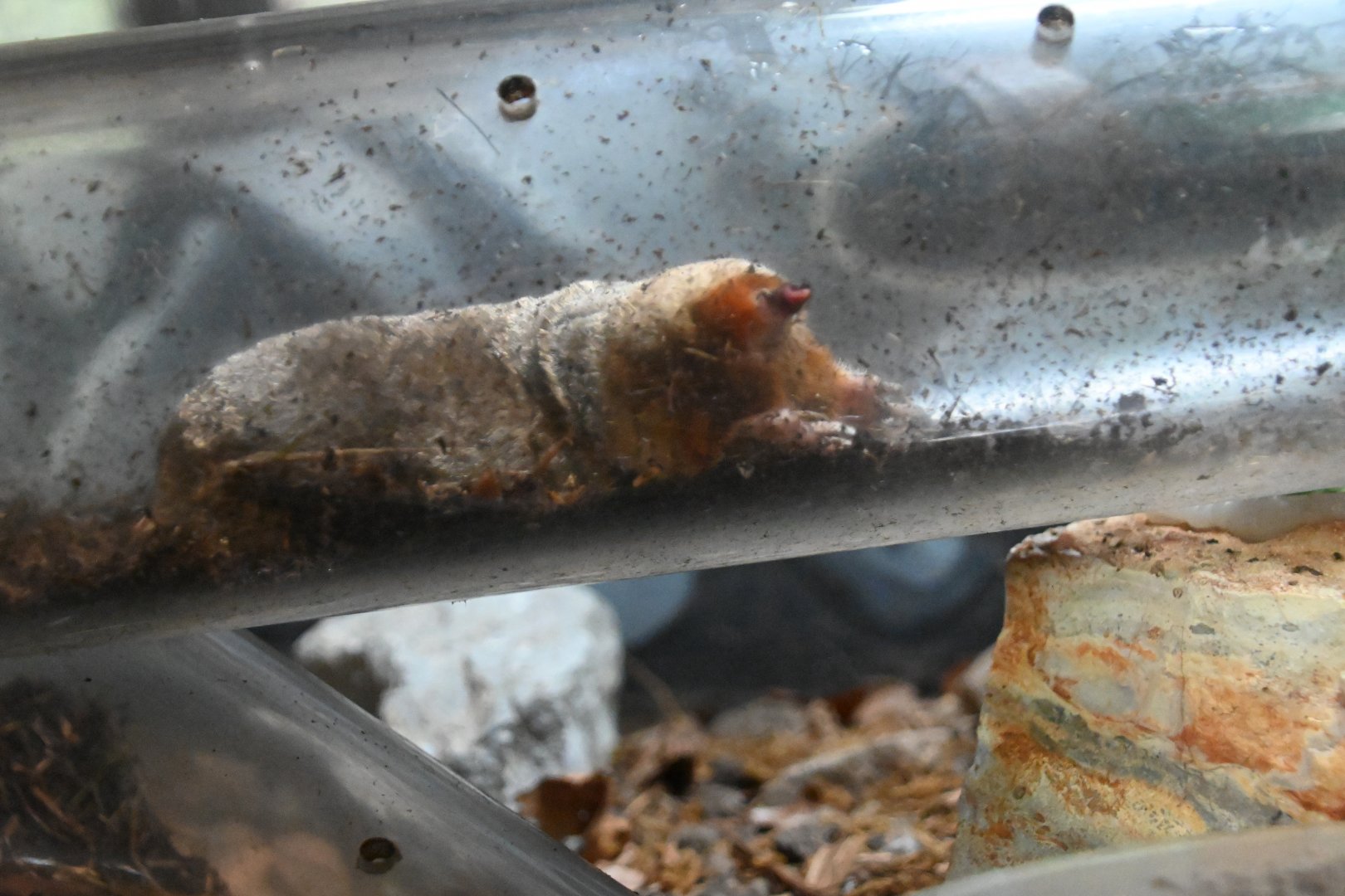 Eastern Mole (Scalopus aquaticus)