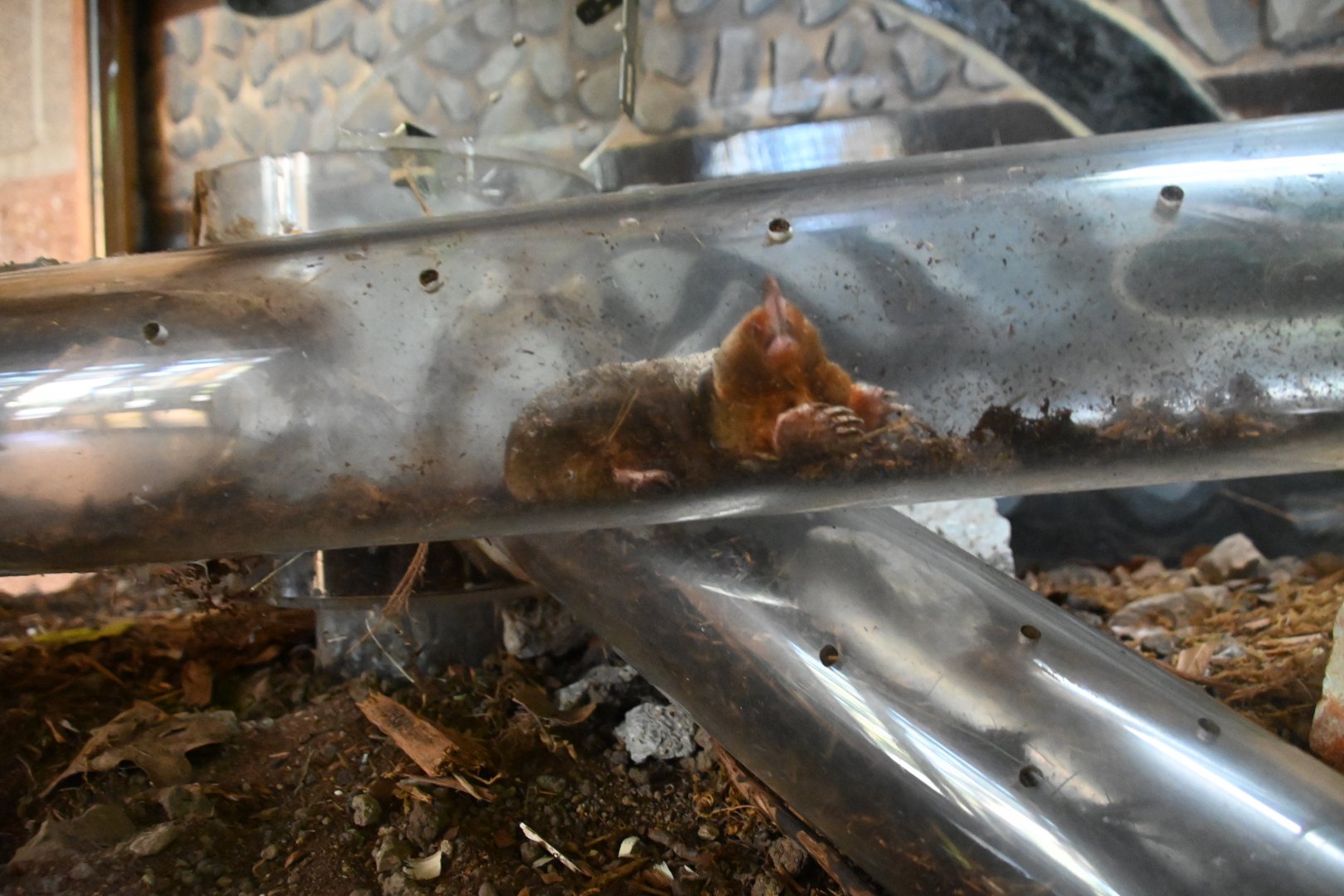 Eastern Mole (Scalopus aquaticus)