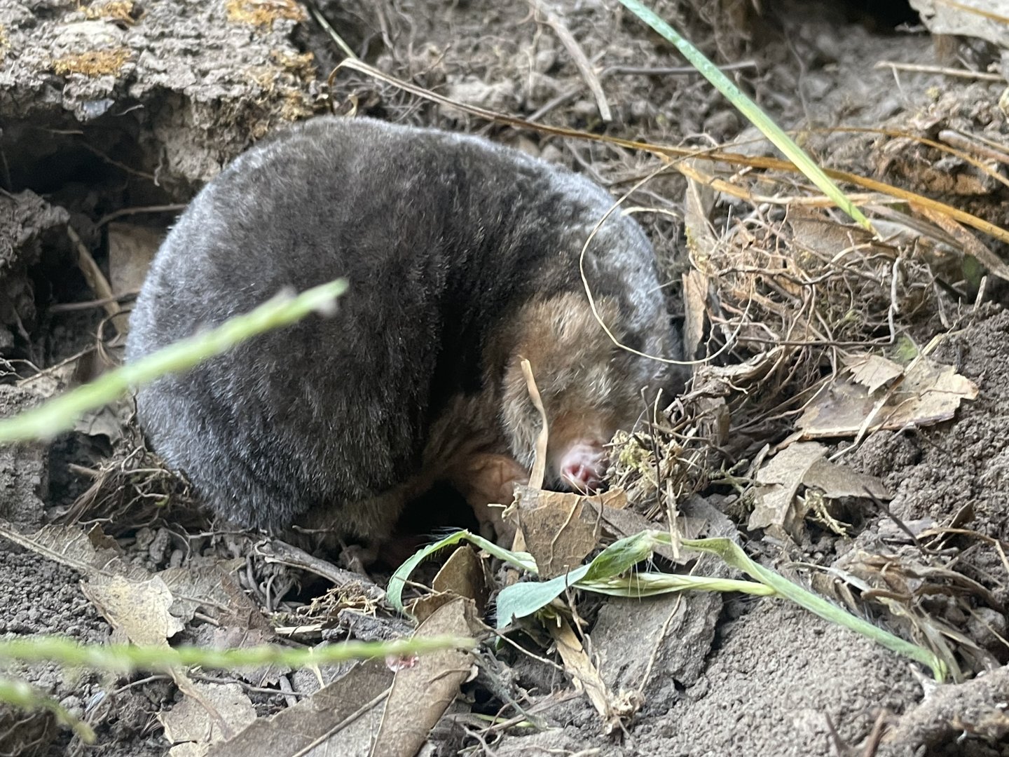 Eastern Mole
