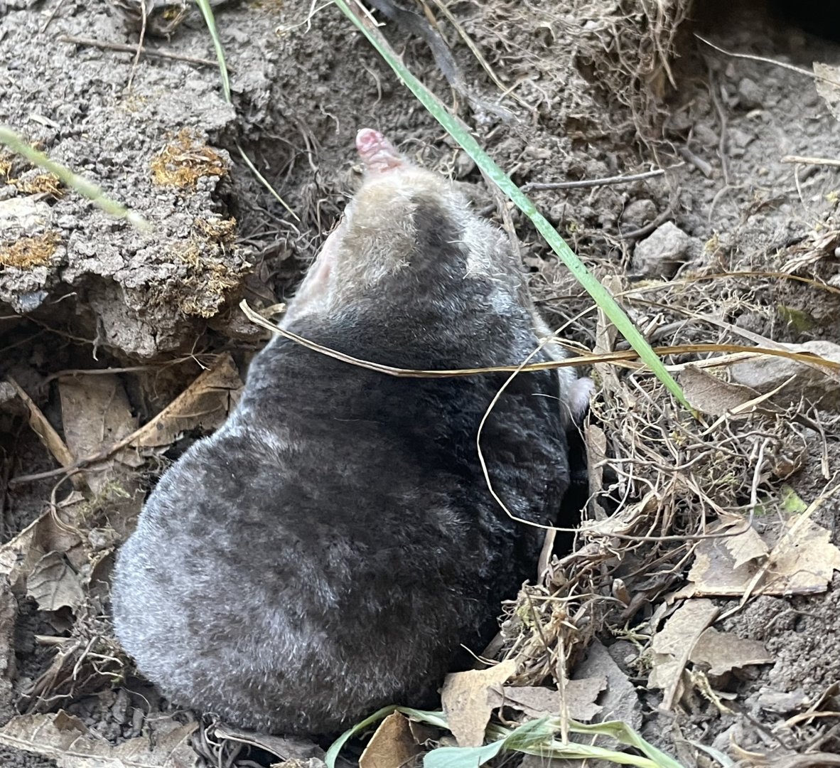 Eastern Mole