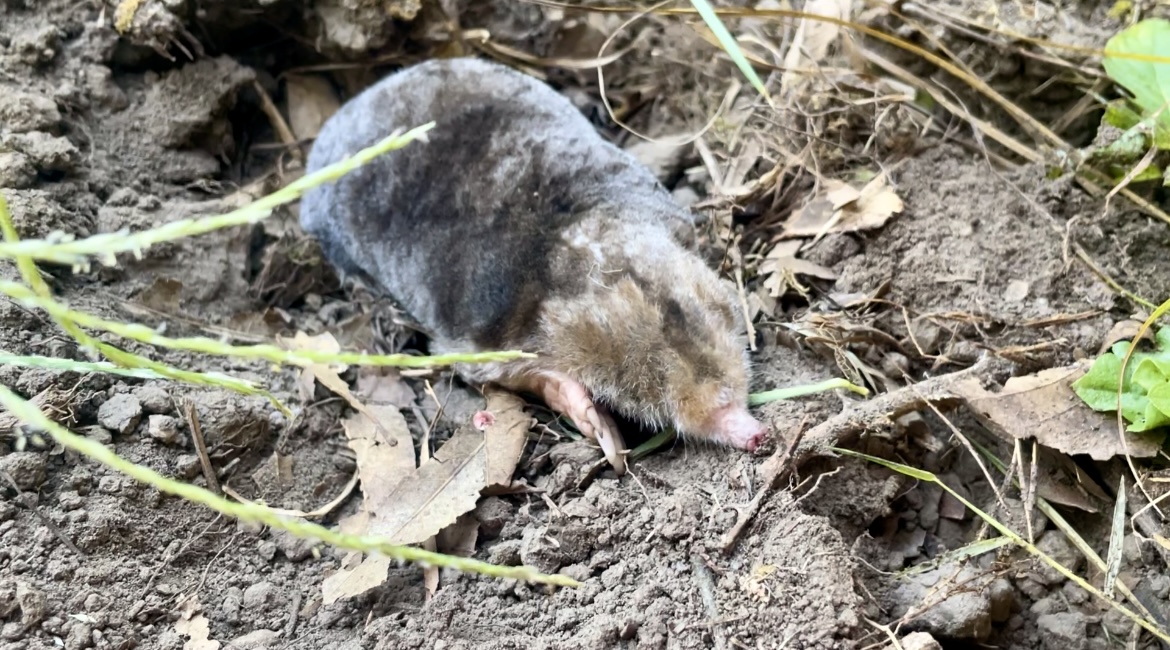 Eastern Mole