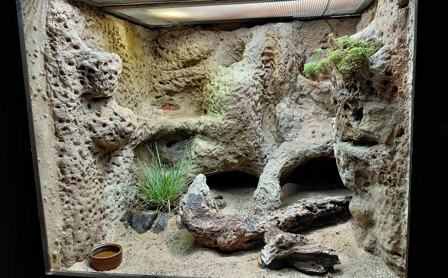 Eastern Montpellier snake exhibit