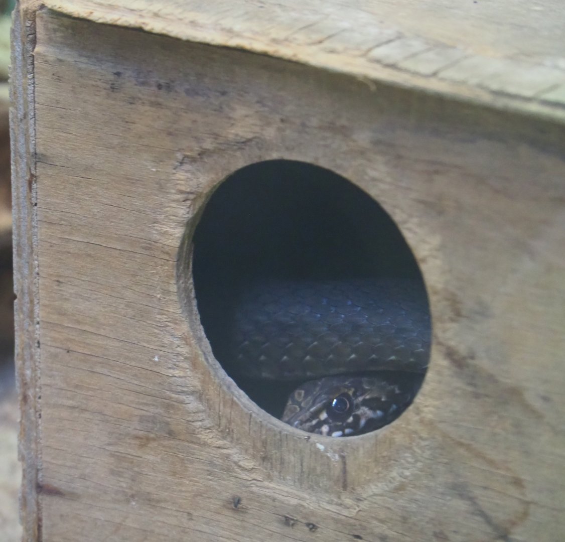 Eastern Montpellier snake (Malpolon insignitus) in hide, 2019-08-04