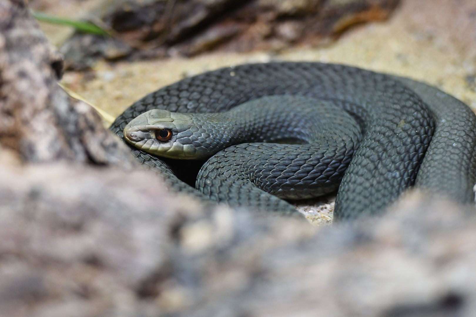 Eastern montpellier snake Malpolon insignitus