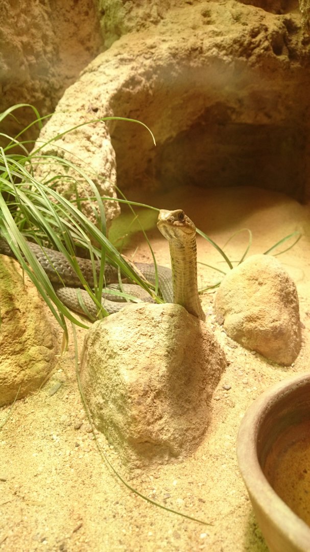 Eastern montpellier snake - Old pachyderm house/Terrarium