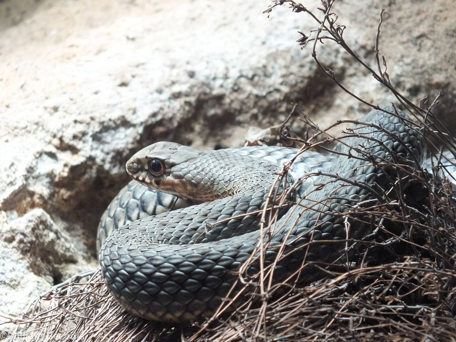 Eastern Montpellier Snake
