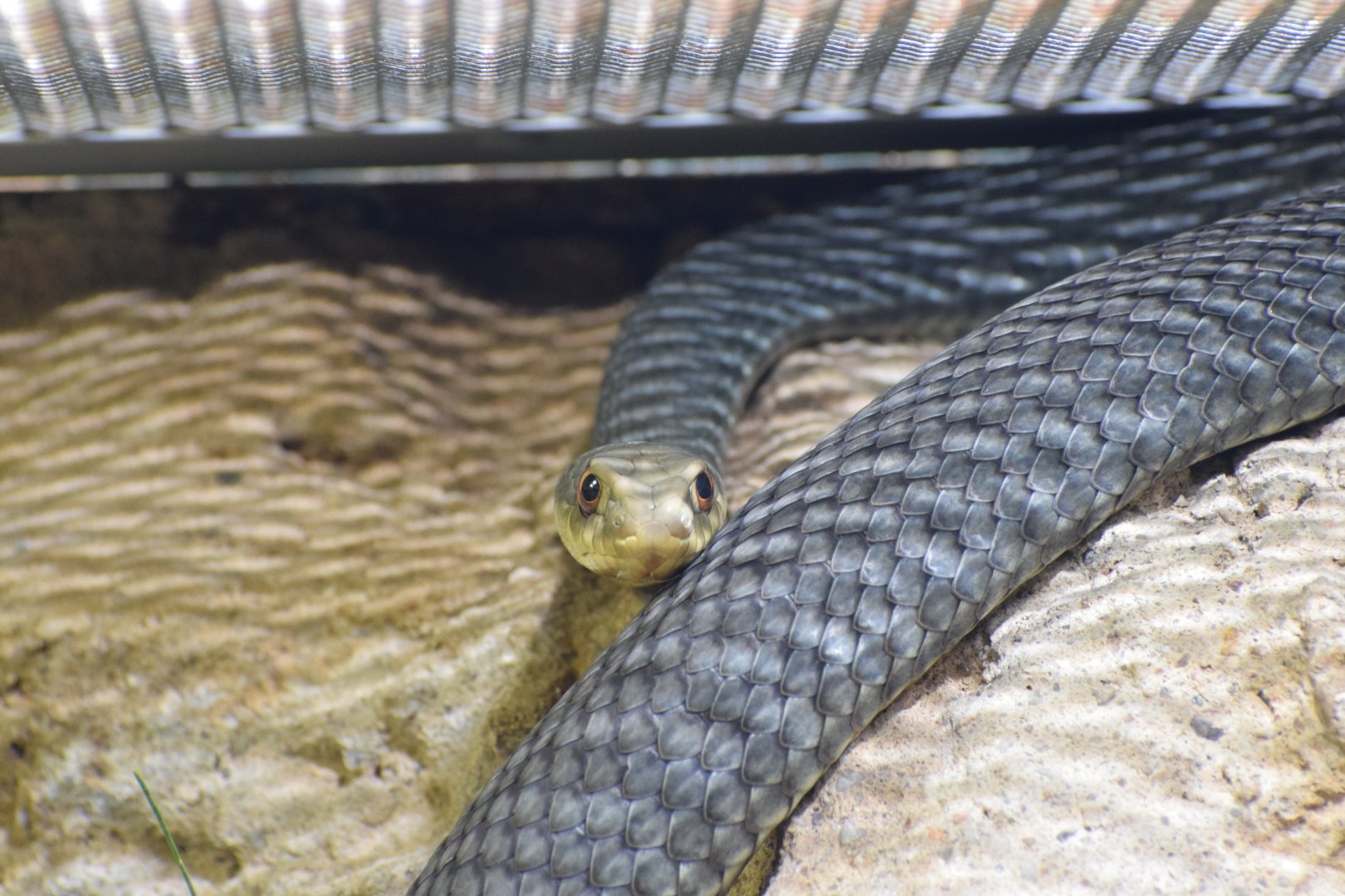 Eastern Montpellier snake