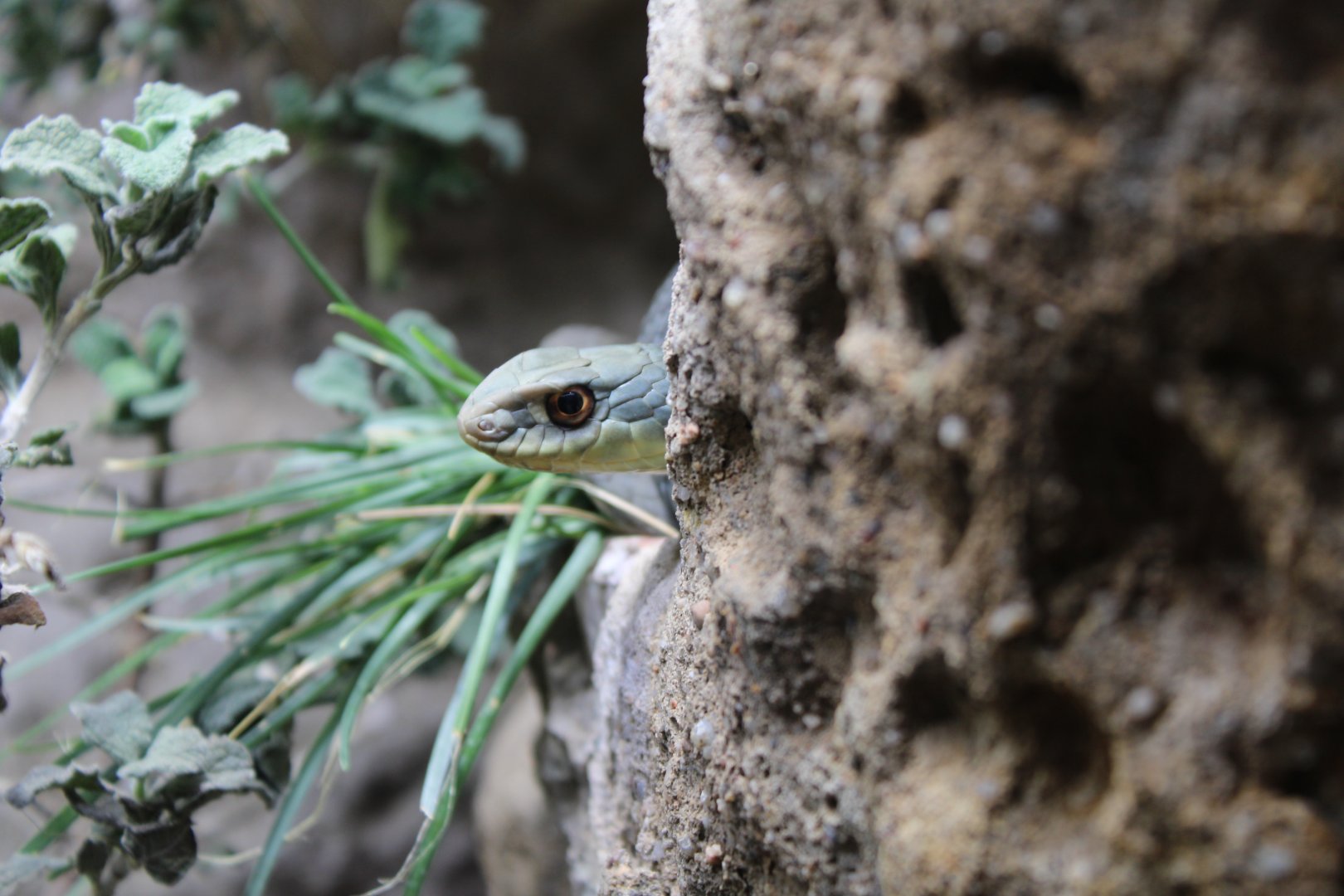 Eastern Montpellier Snake
