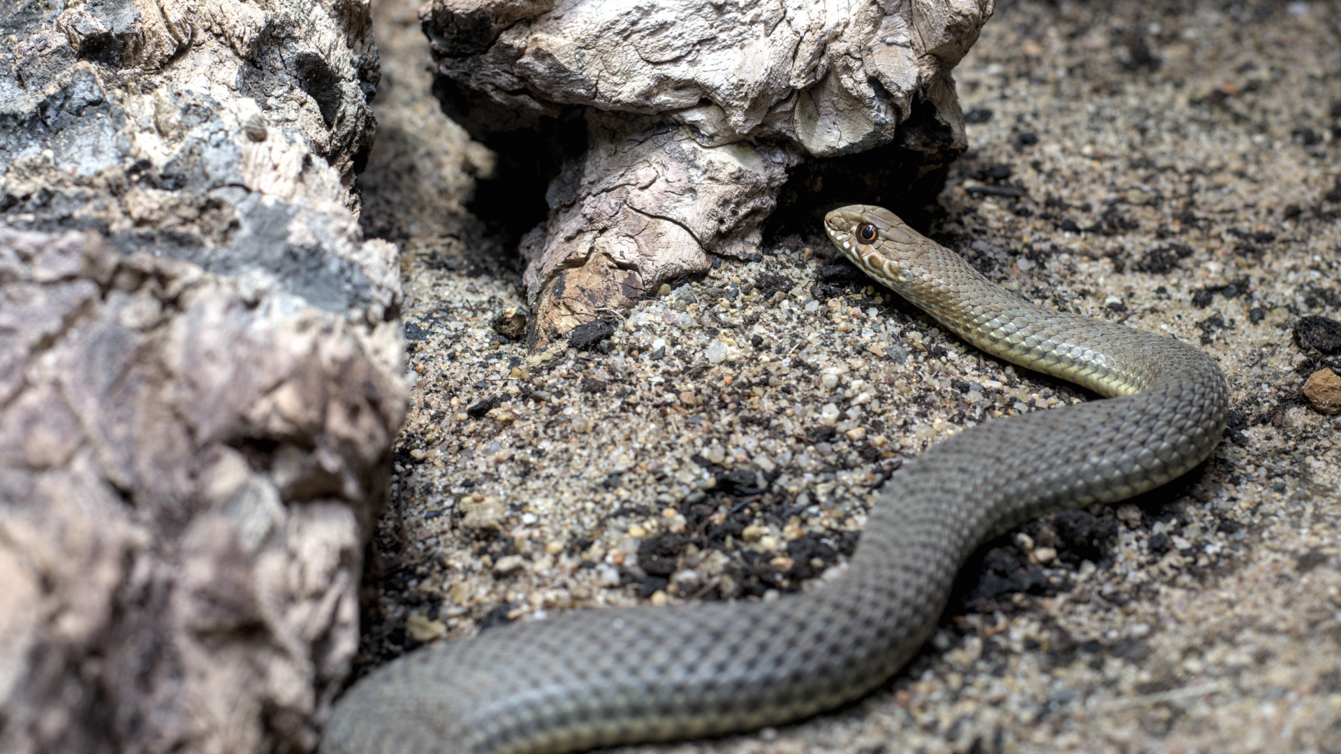 Eastern Montpellier snake