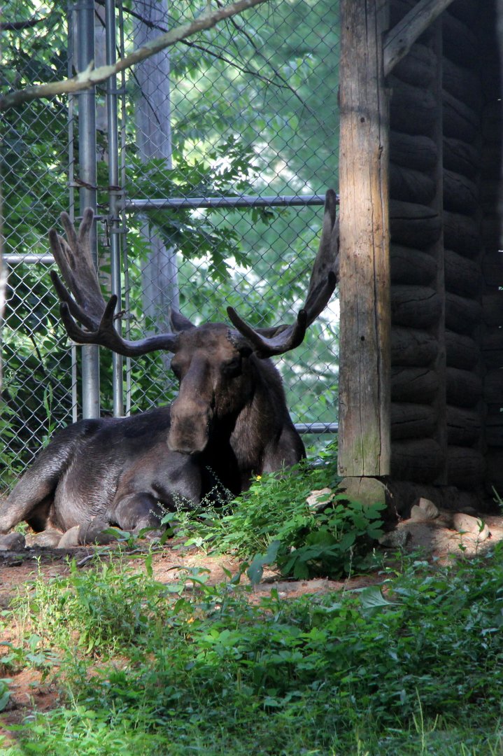 Eastern moose (Alces alces americana)