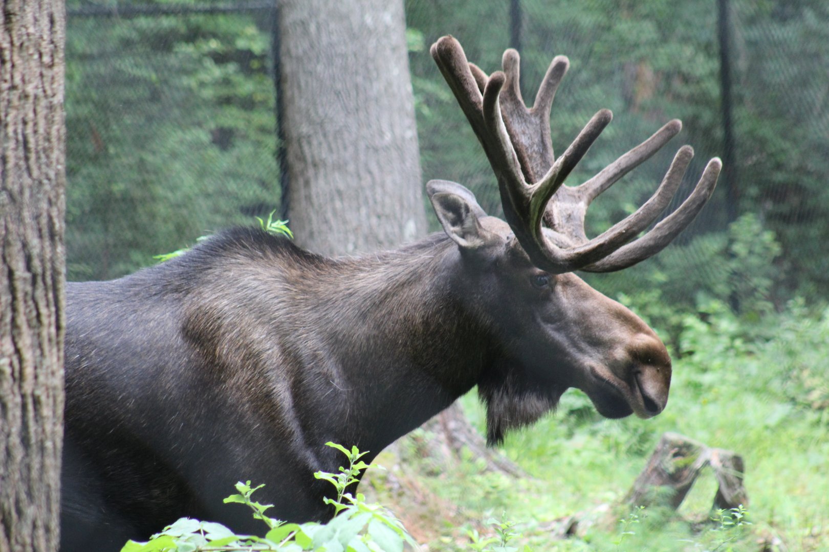 Eastern Moose